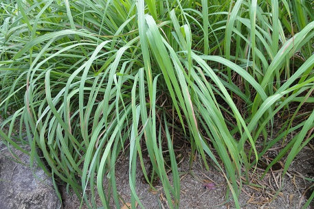 4 Ways To Use Citronella Essential Oil | Herb Stop - Arizona's Herbal Store