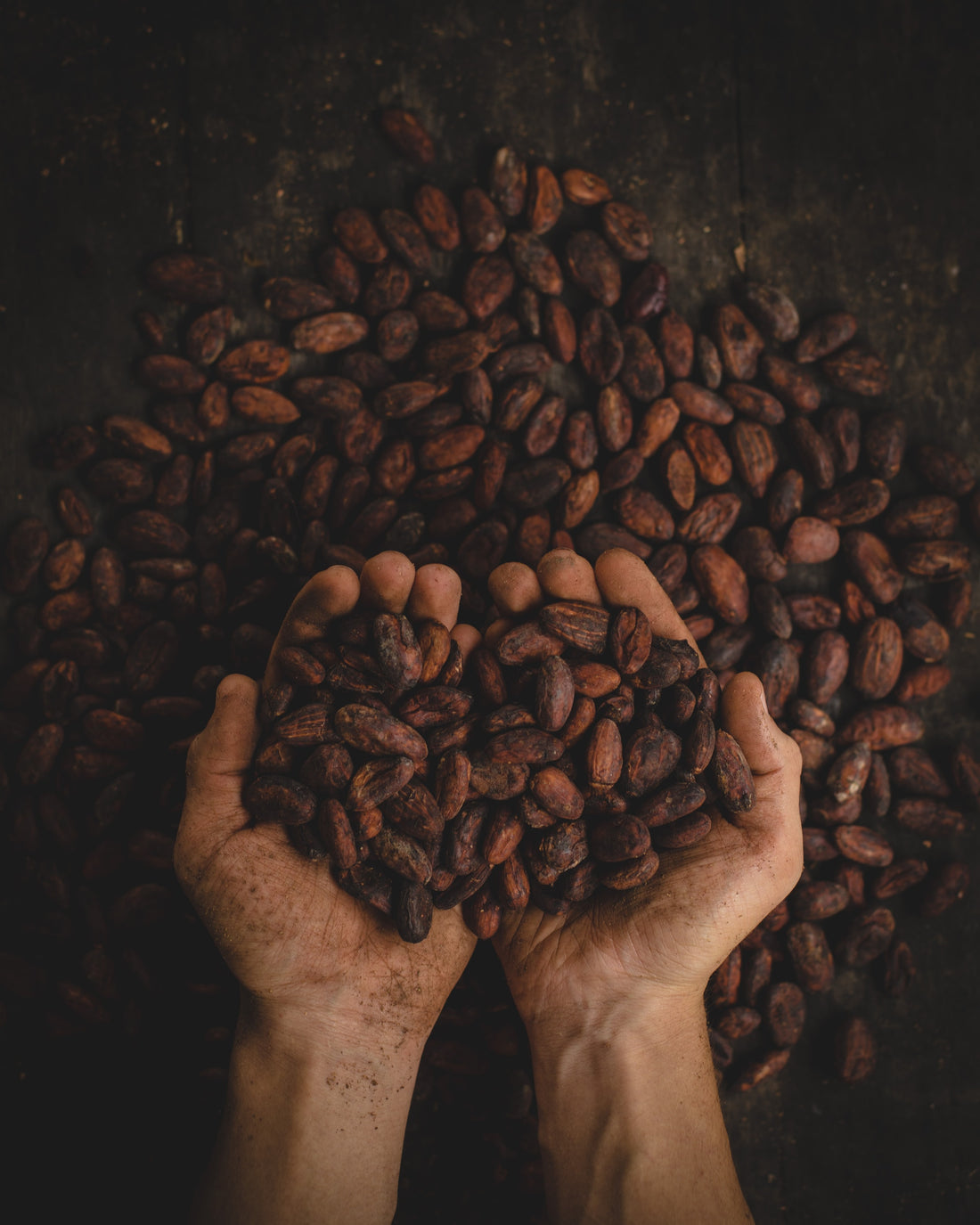 Person holding raw cacao beans