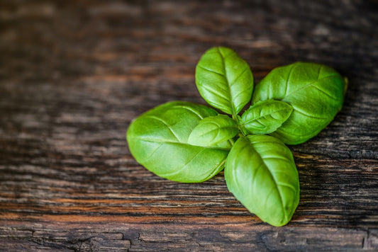 Sweet Basil Leaves on Wood