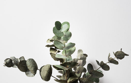 Eucalyptus Leaves