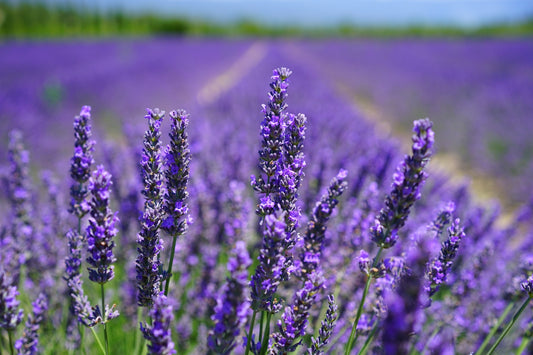 Lavender fields