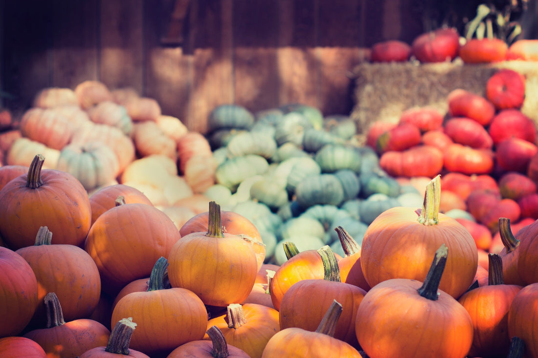 Pumpkin varieties