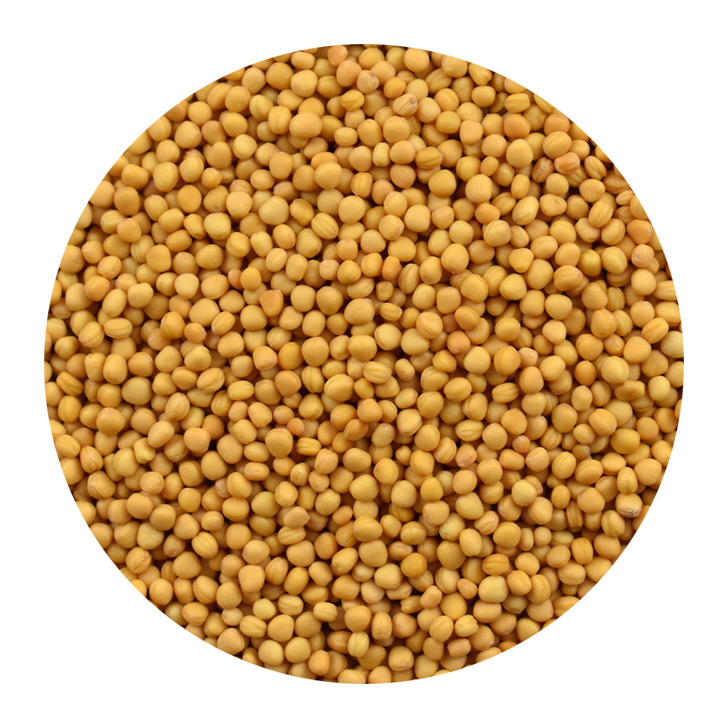 Bulk Organic Yellow Mustard Seeds Whole