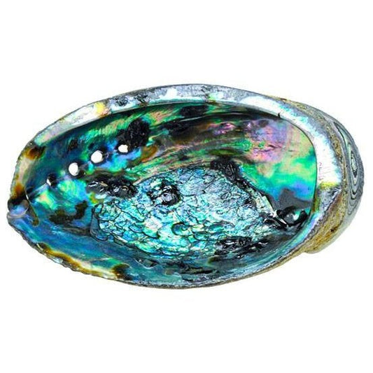 Abalone Shell