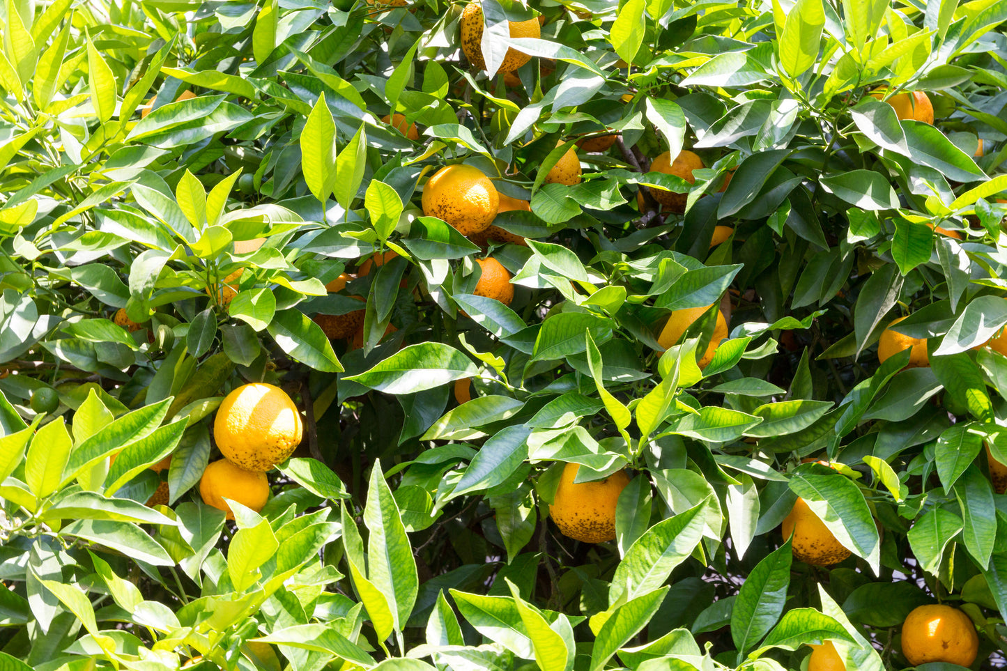 Bitter Orange Essential Oil