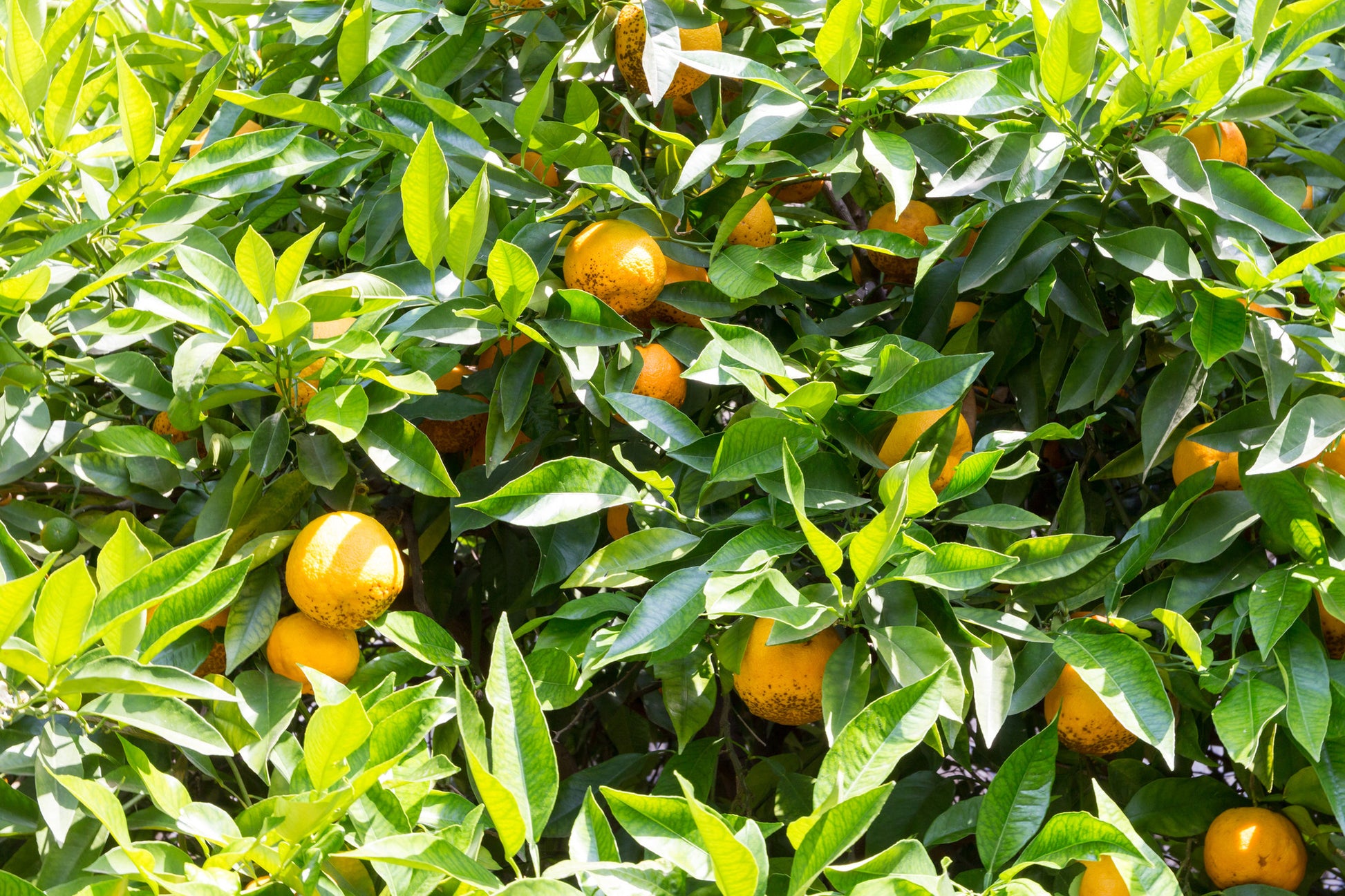 Bitter Orange Essential Oil