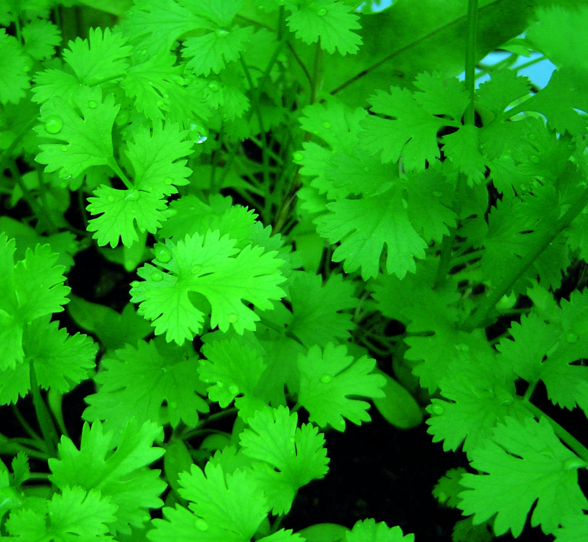 Cilantro Essential Oil