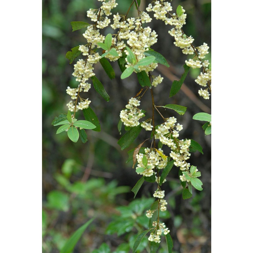 May Chang Litsea Essential Oil