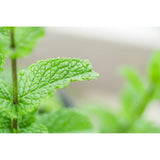 Spearmint Leaf from the USA Essential Oil