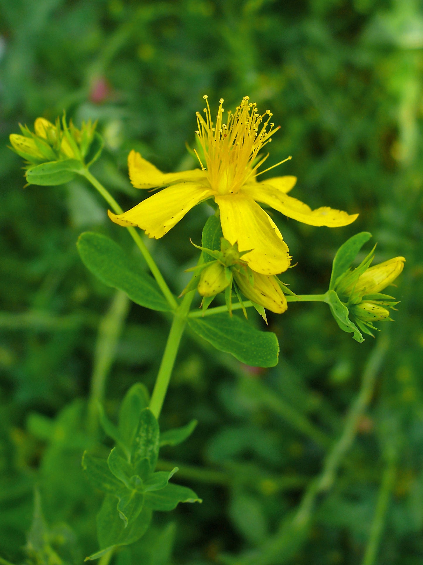 St. John's Wort Essential Oil