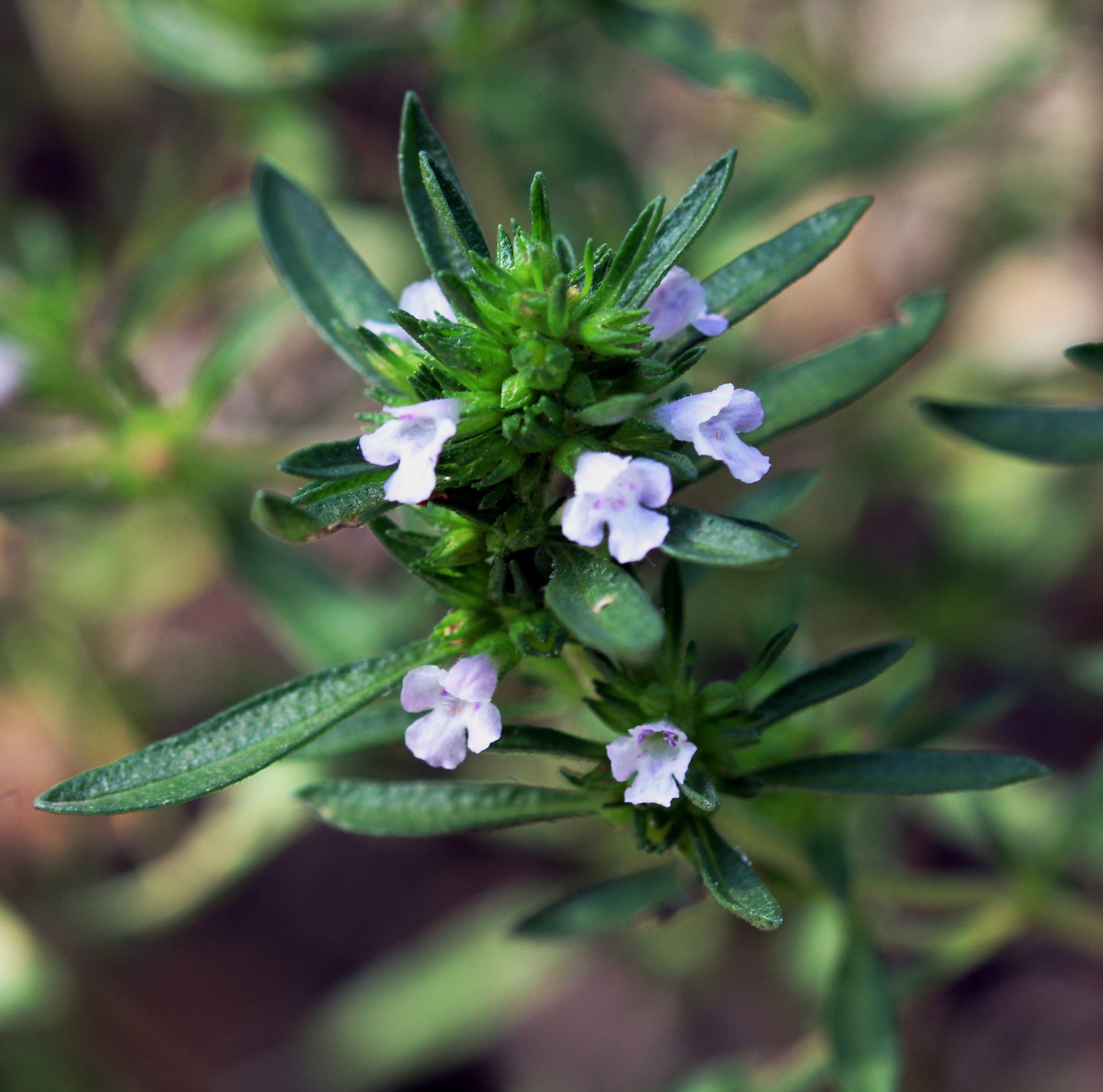 Summer Savory Essential Oil