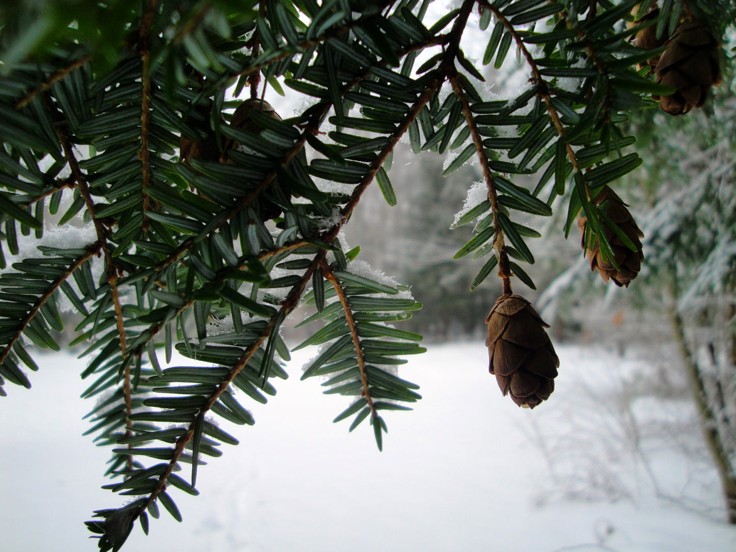 Spruce Essential Oil