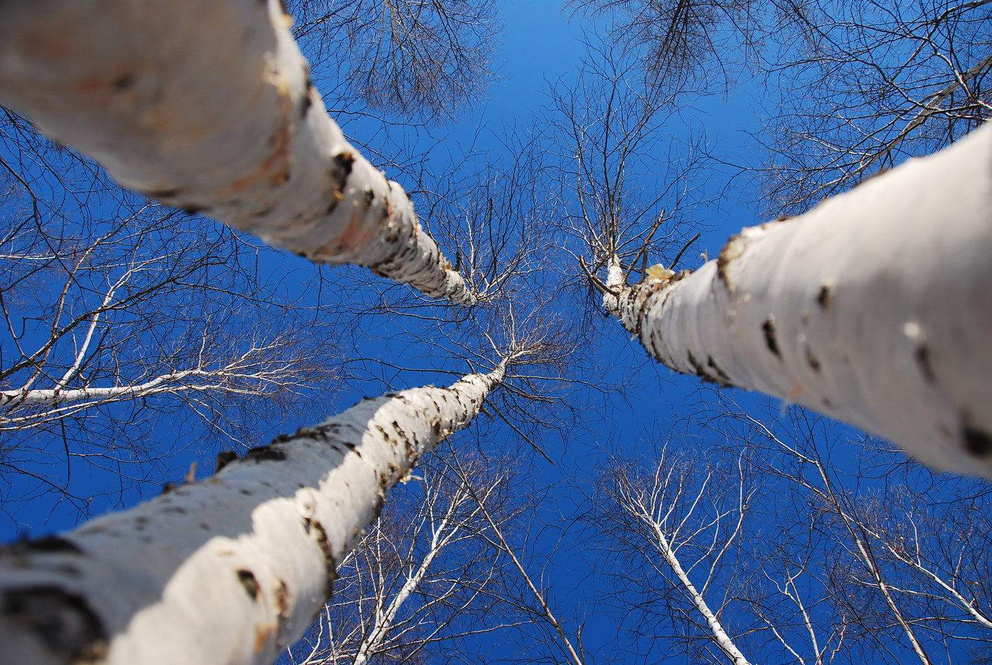 White Birch Tar Essential Oil