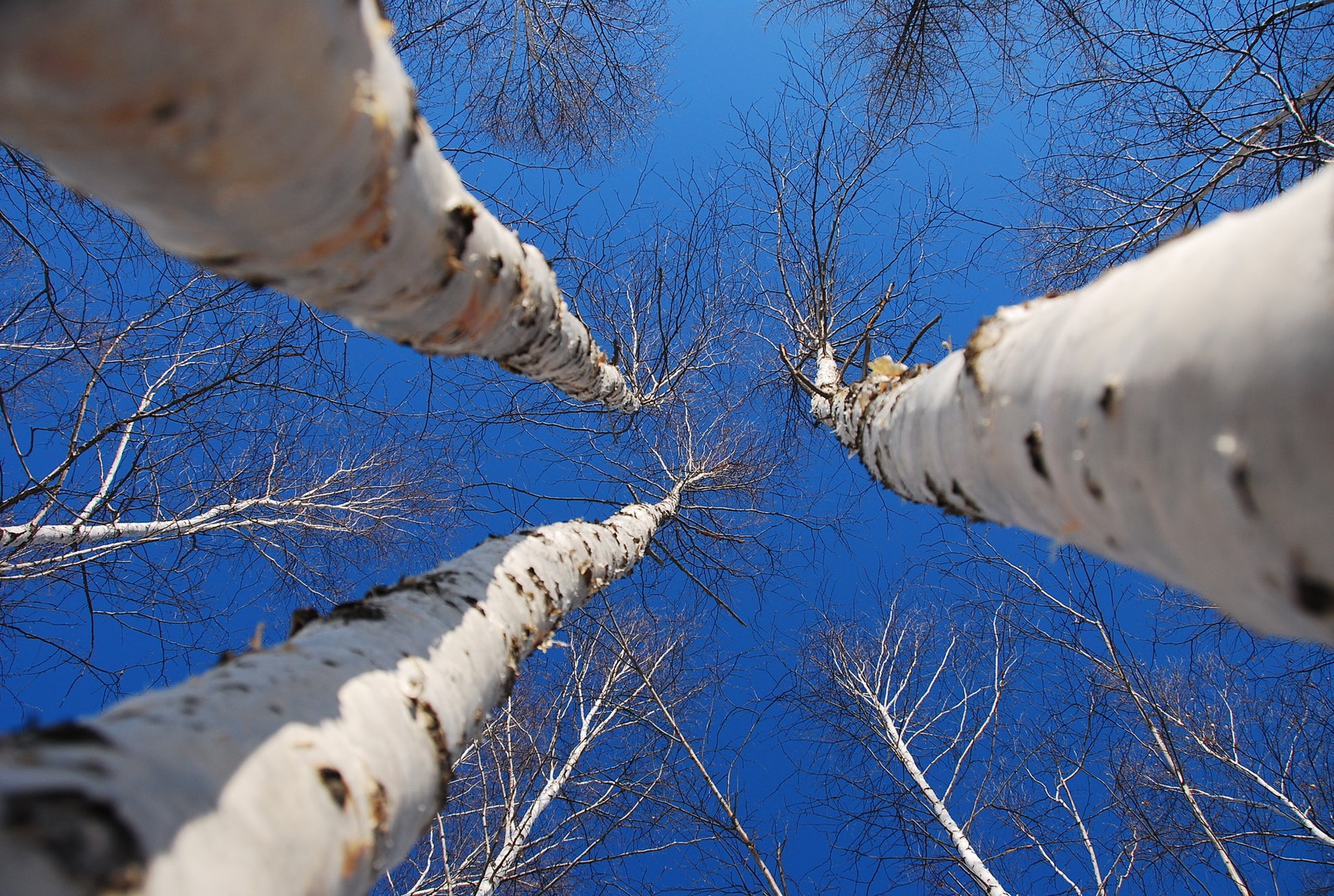 White Birch Tar Essential Oil