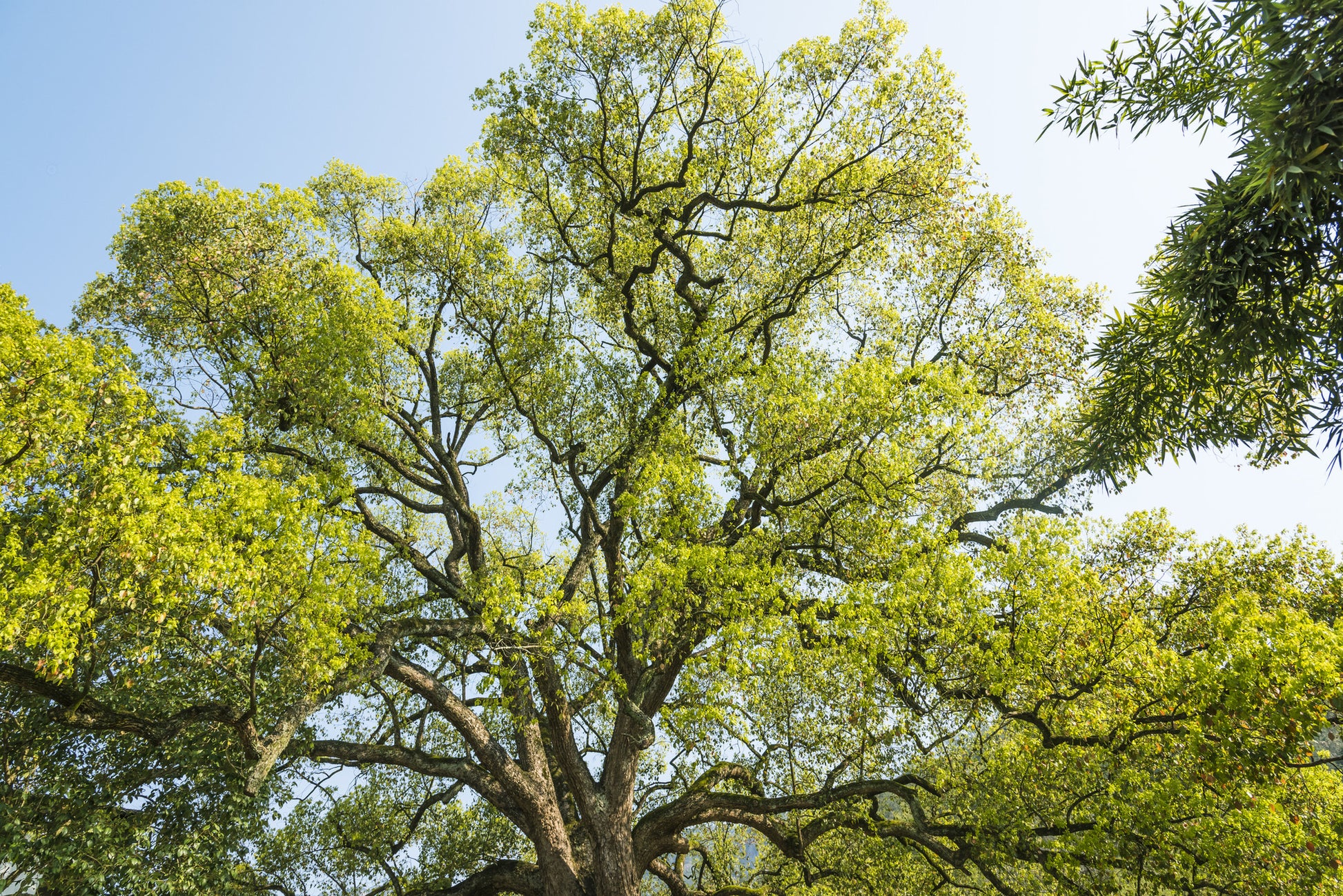 Camphor Essential Oil