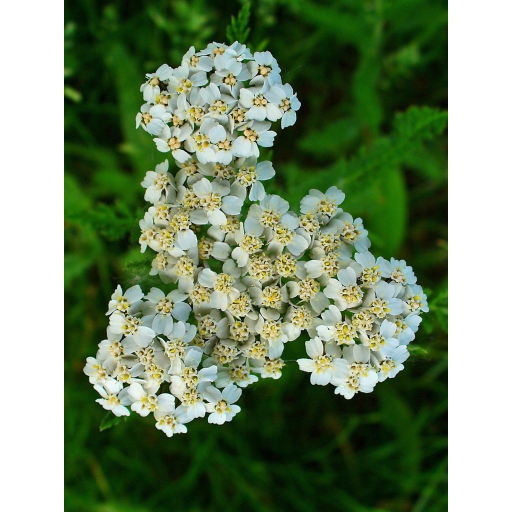 Yarrow Essential Oil