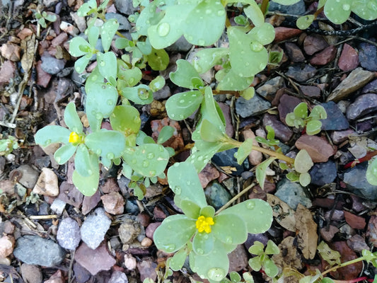 Purslane - A Nutritious Green