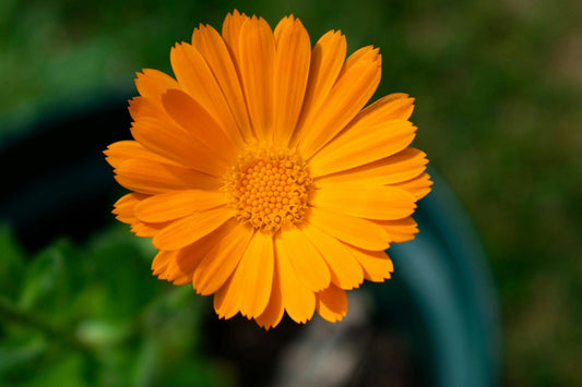 Calendula flower close-up used in natural skincare and herbal remedies