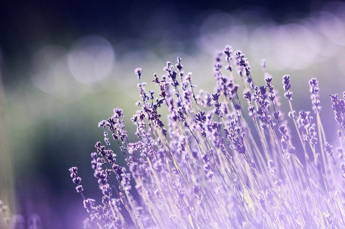 Lavender Flowers