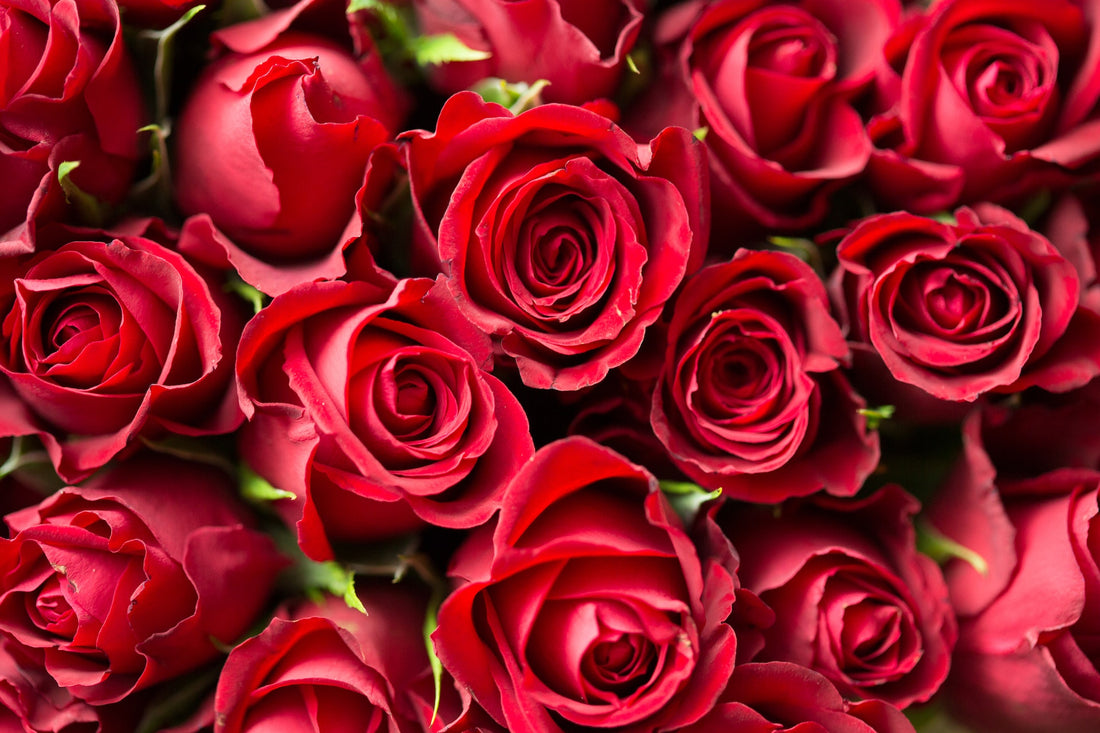 Fresh Red Roses in a bouquet