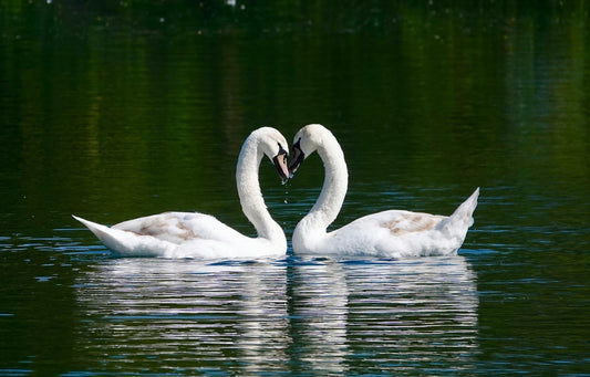 Two swans forming a heart shape on calm water, symbolizing love and romantic connection