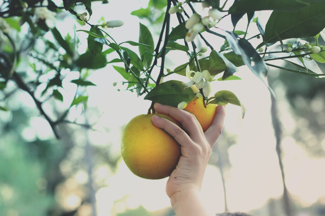 Picking oranges and neroli blossoms 