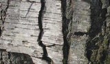 Sweet Birch Essential Oil