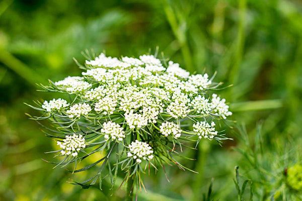 Carrot Seed Essential Oil – Herb Stop - Arizona's Herbal Store