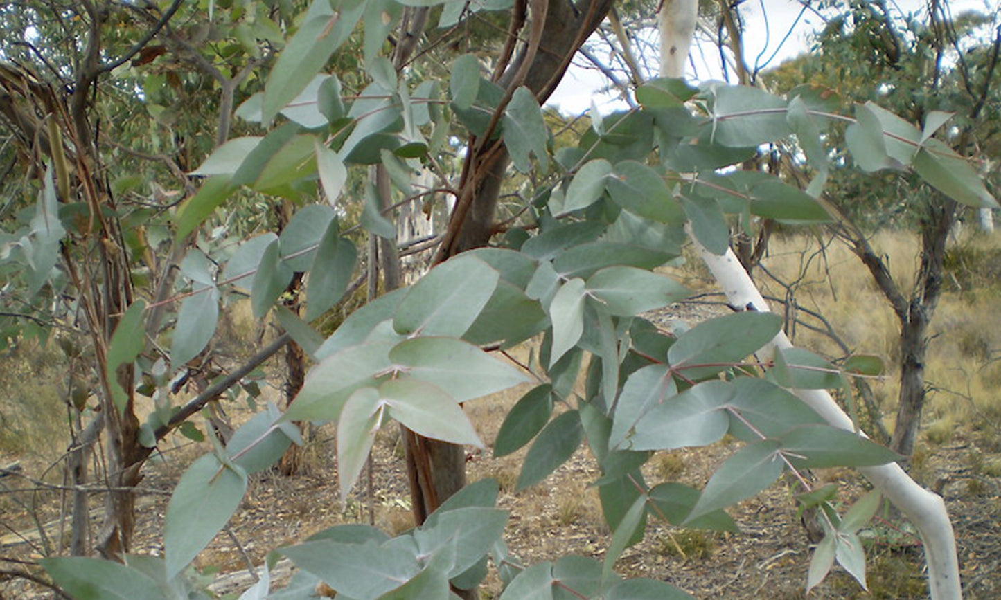 Eucalyptus Dives