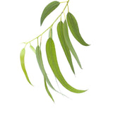 Eucalyptus globulus Essential Oil Certified Organic