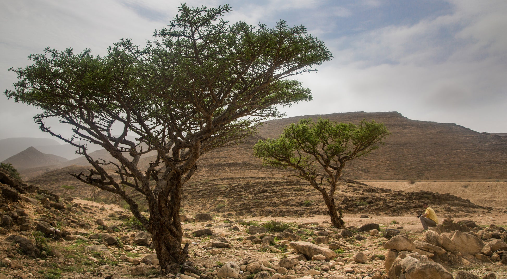 Frankincense Essential Oil