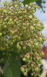 Hops Essential Oil