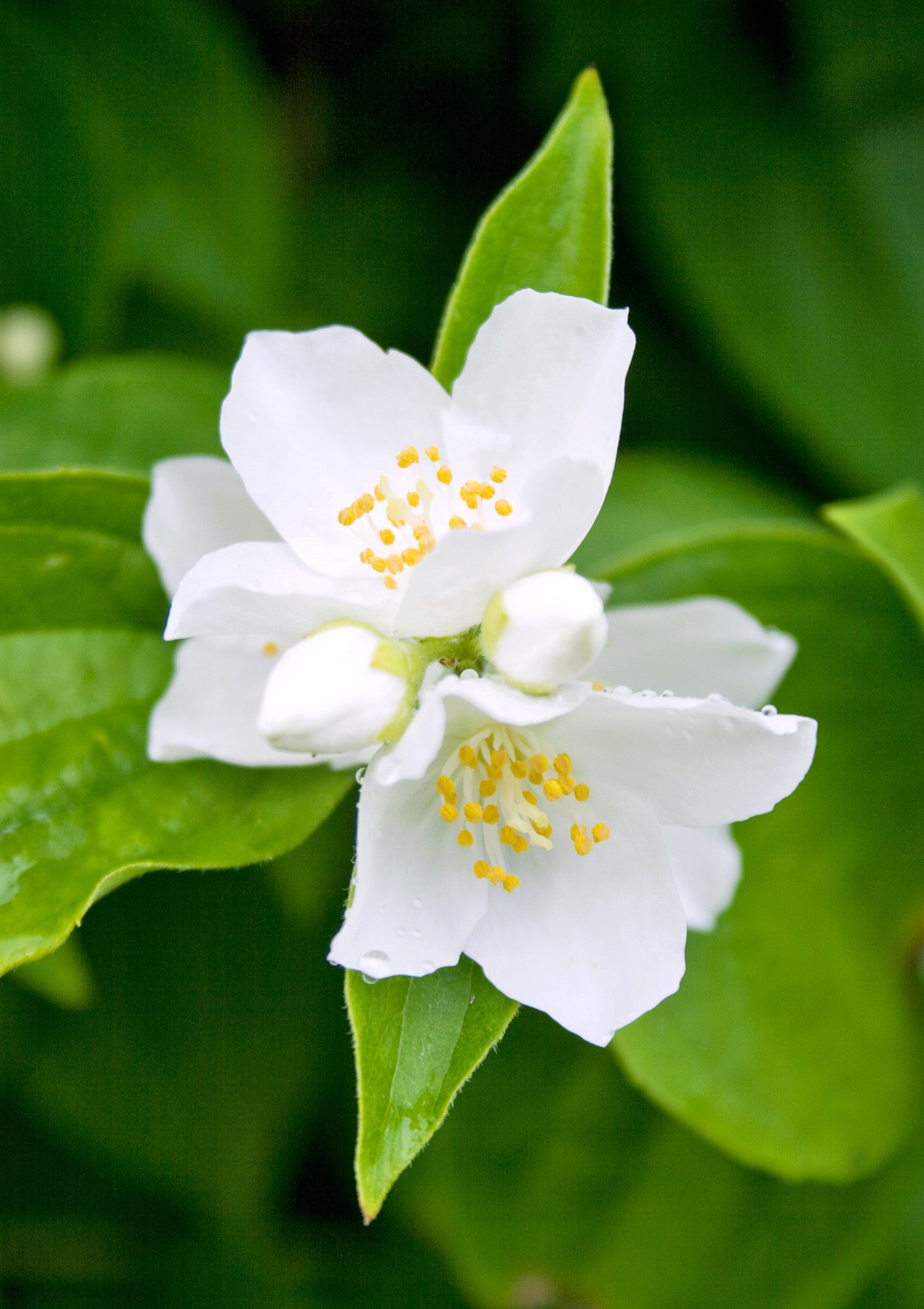 Jasmine Essential Oil