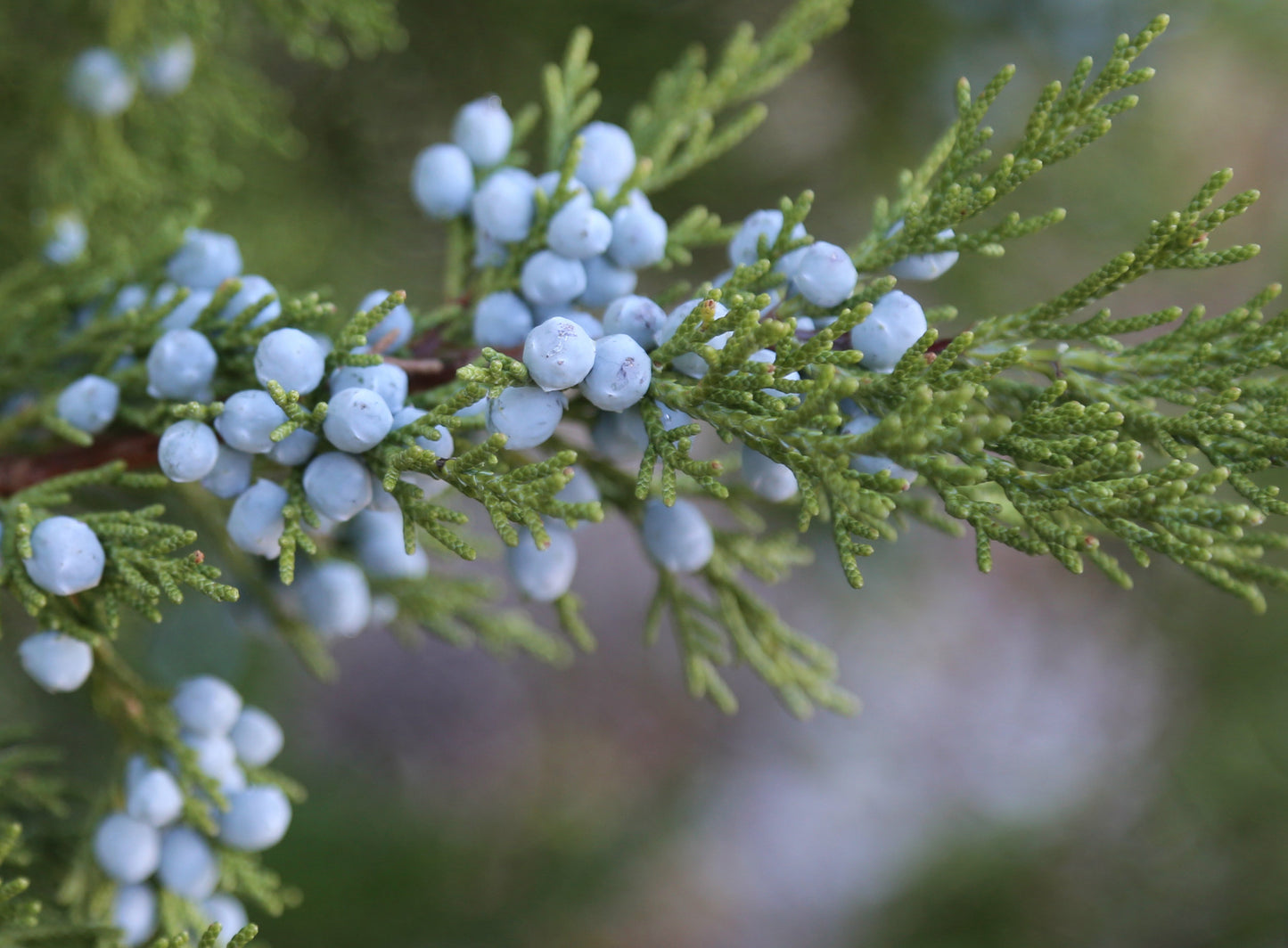 Juniper Essential Oil
