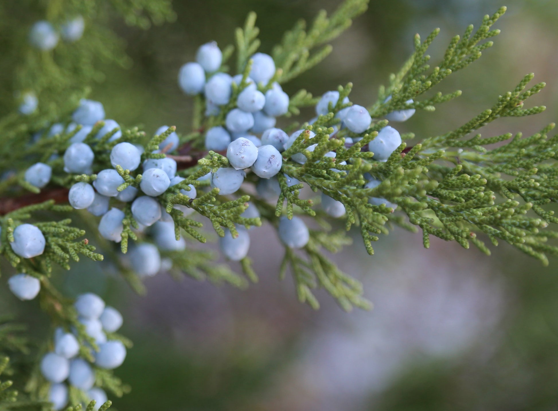 Juniper Essential Oil