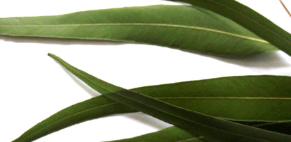 Lemon Eucalyptus Essential Oil
