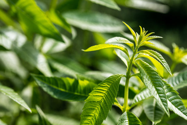 Lemon Verbena essential oil