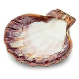 Lion Paw Shell - Inside