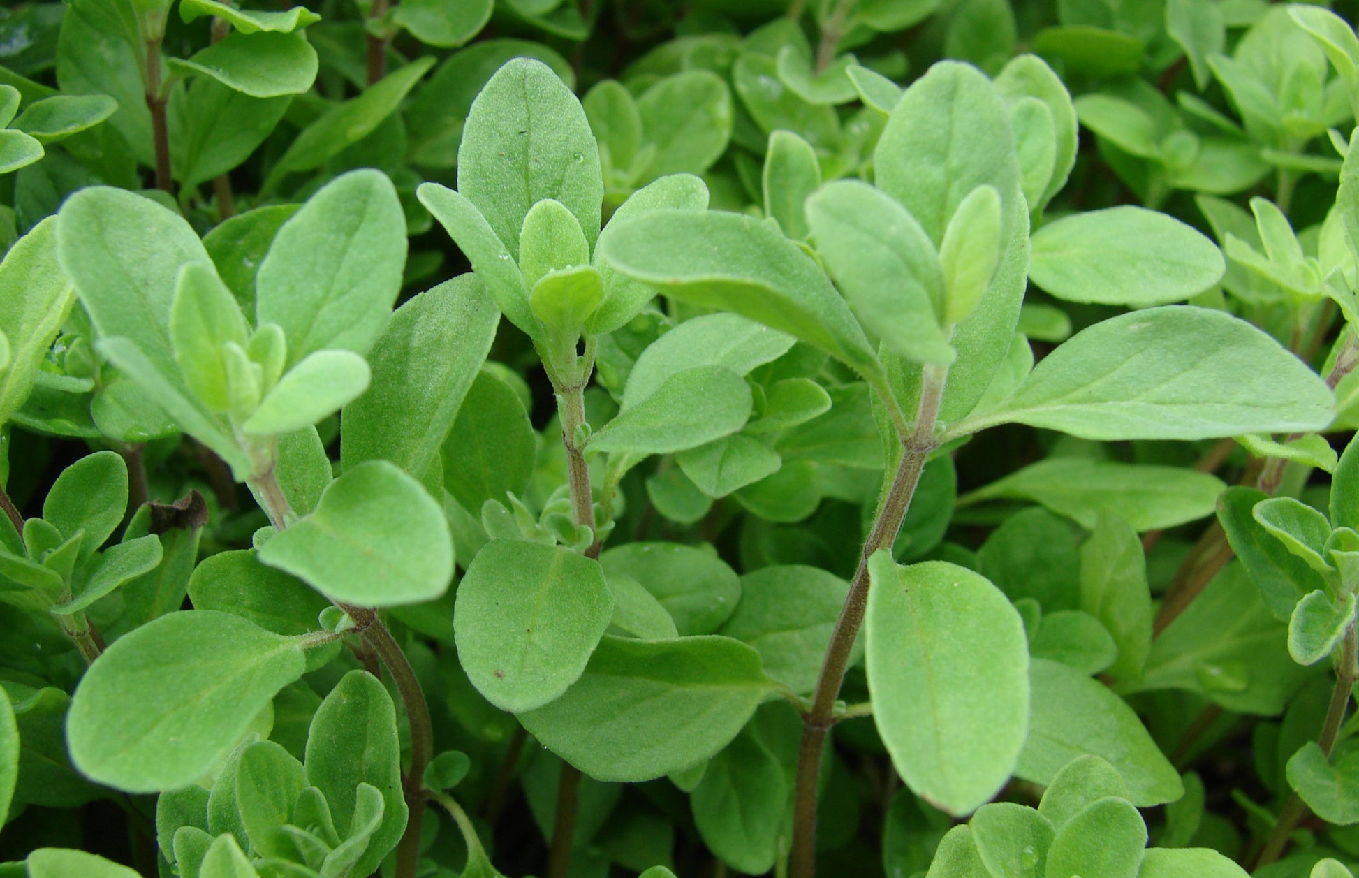 Marjoram Essential Oil