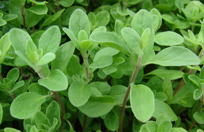 Marjoram Essential Oil