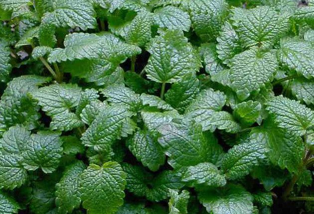 Melissa Essential Oil