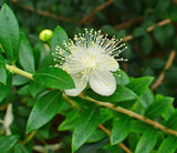 Myrtle Essential Oil
