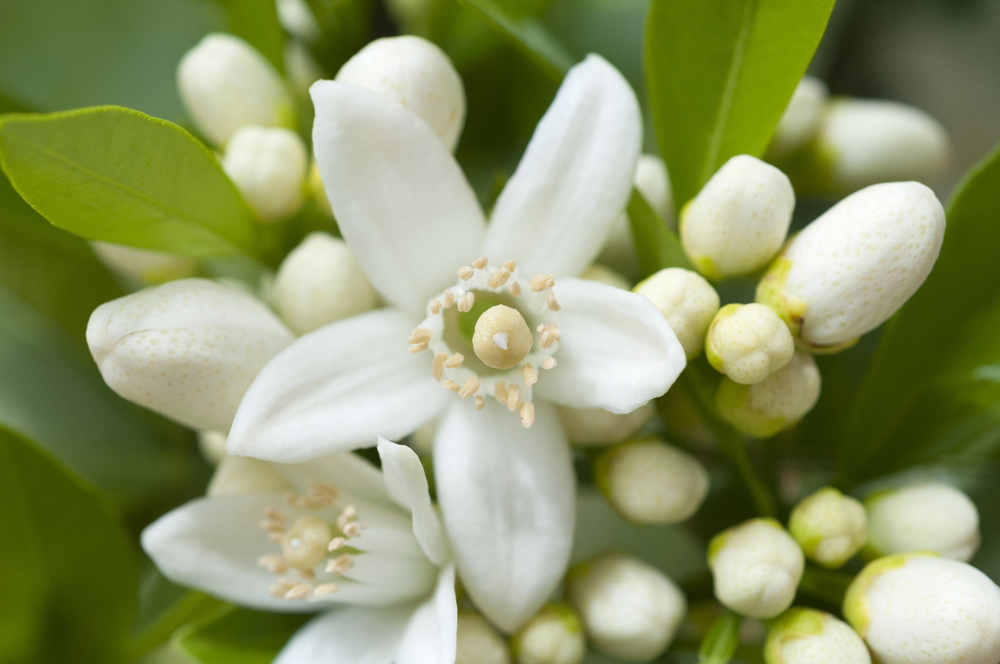 Neroli Essential Oil