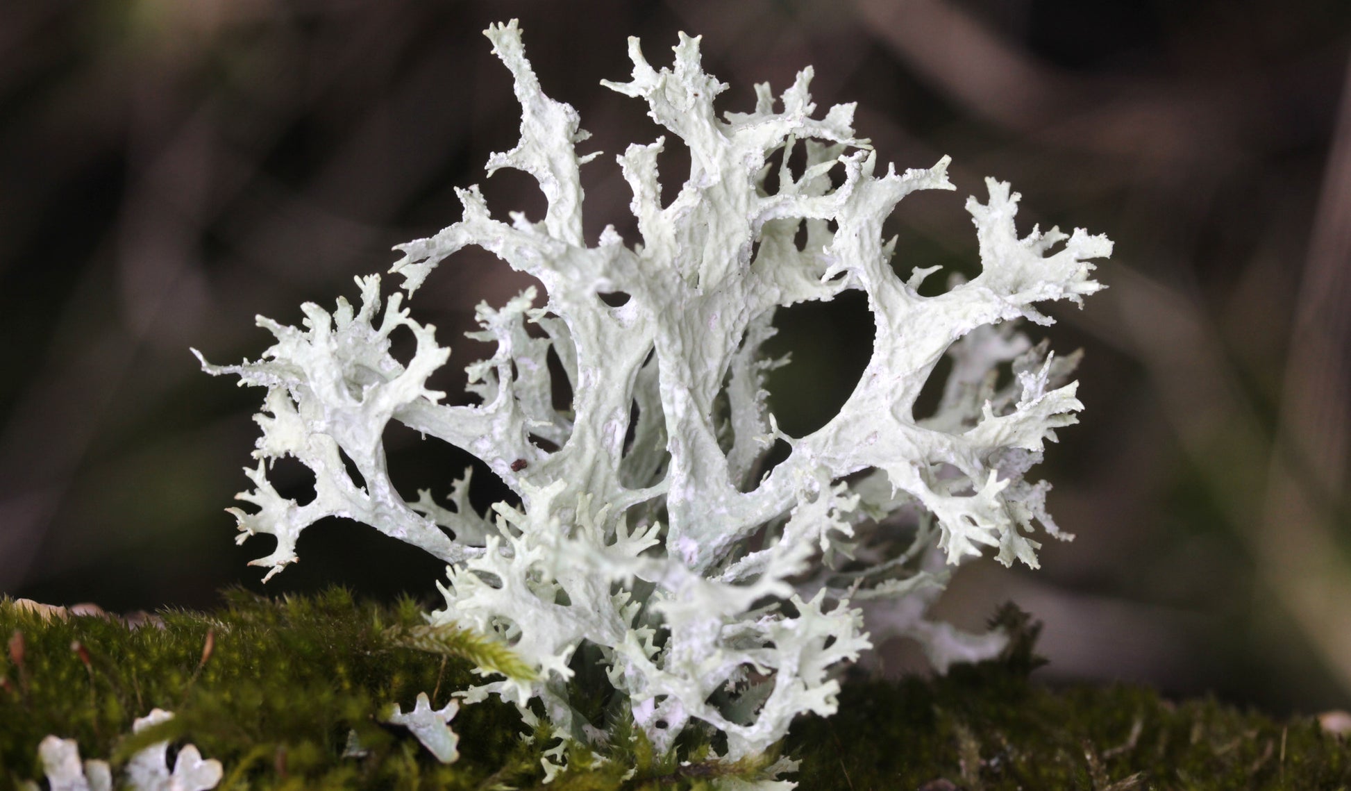 Oakmoss Essential Oil