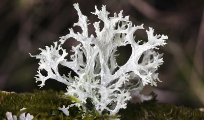 Oakmoss Essential Oil