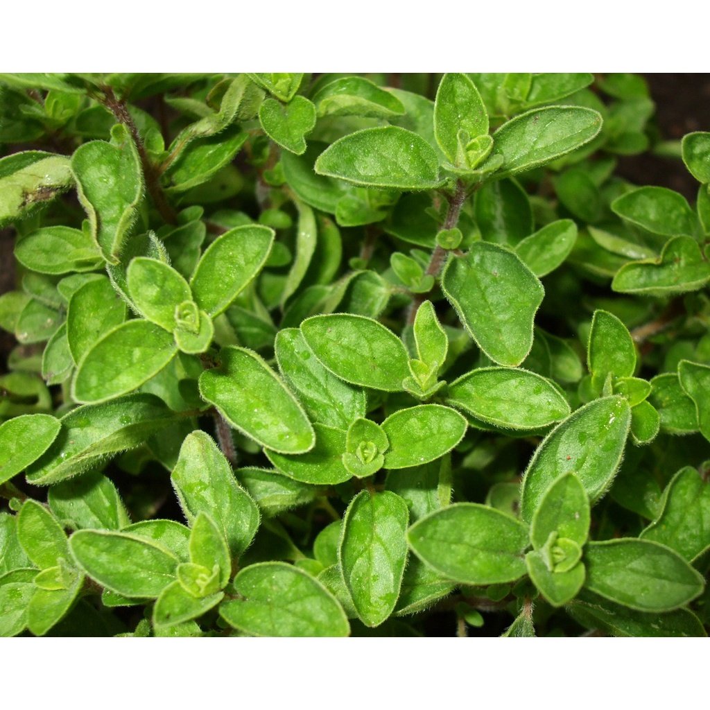 Oregano Essential Oil