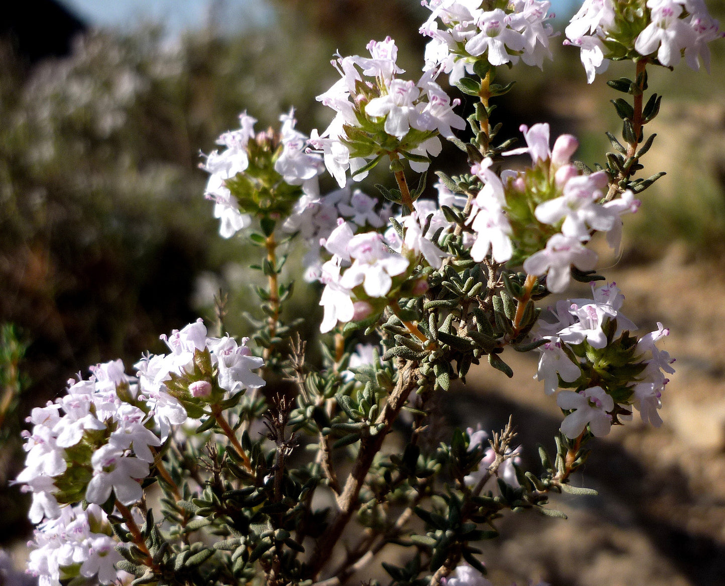 Red Thyme Essential Oil