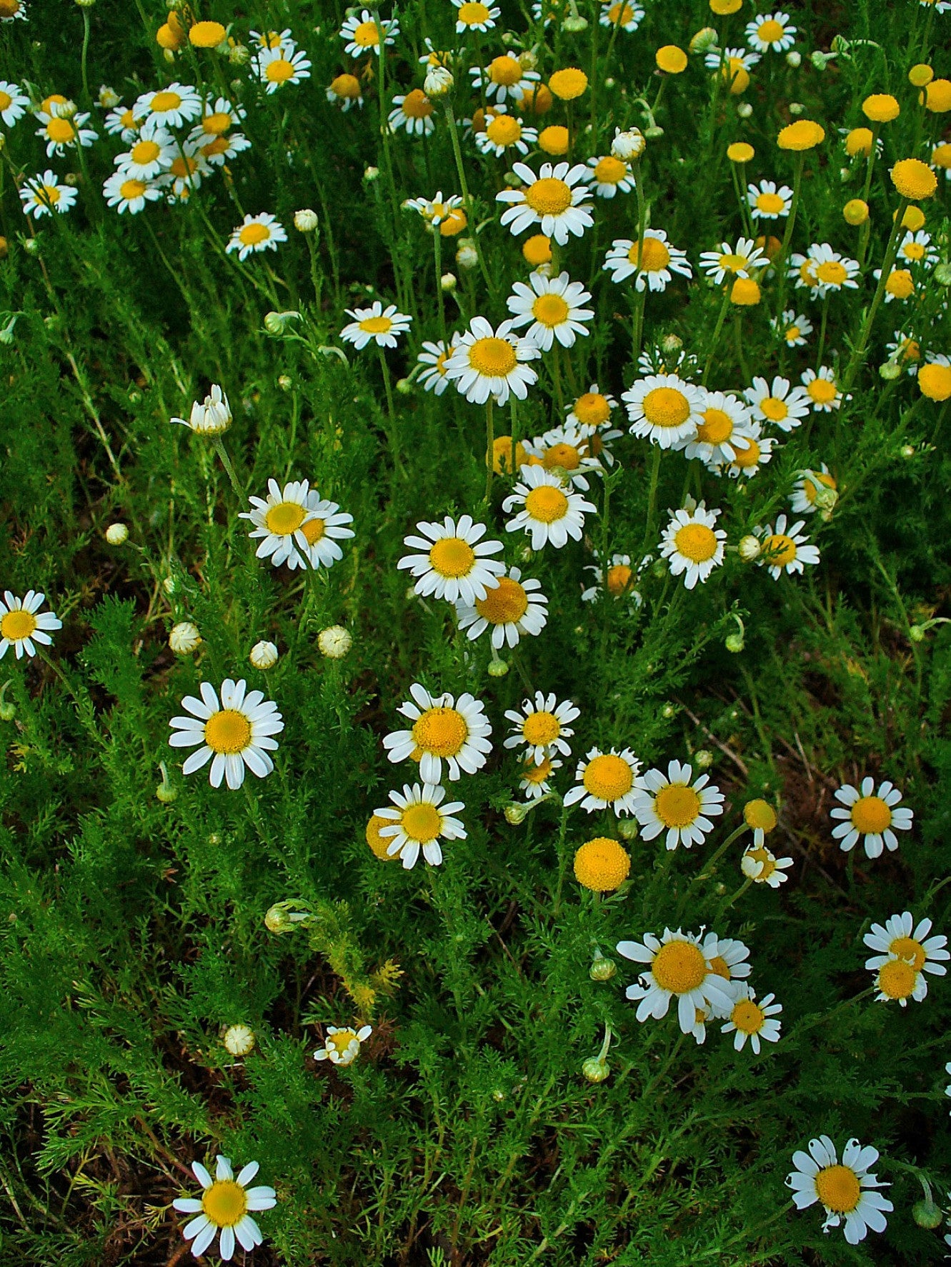 Roman Chamomile Essential Oil