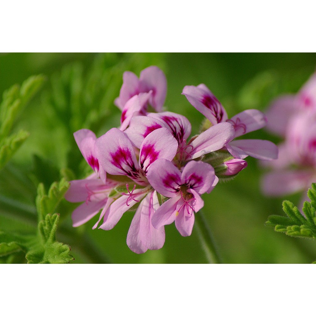 Rose Geranium Essential Oil