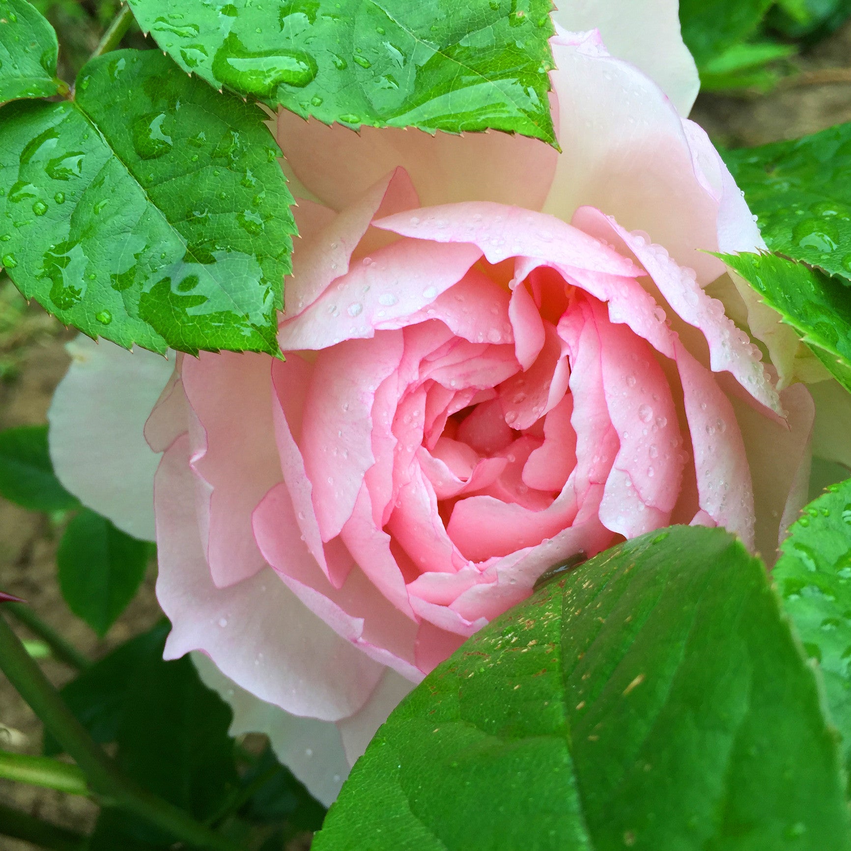Rose Absolute-Essential Oil Rose Absolute-Essential Oil